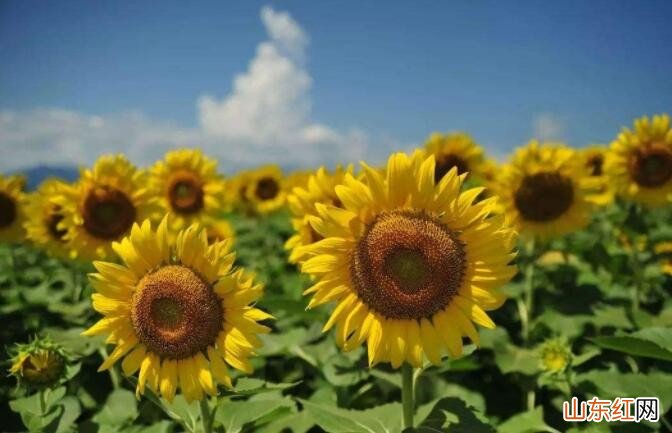 向日葵什么时候浇水