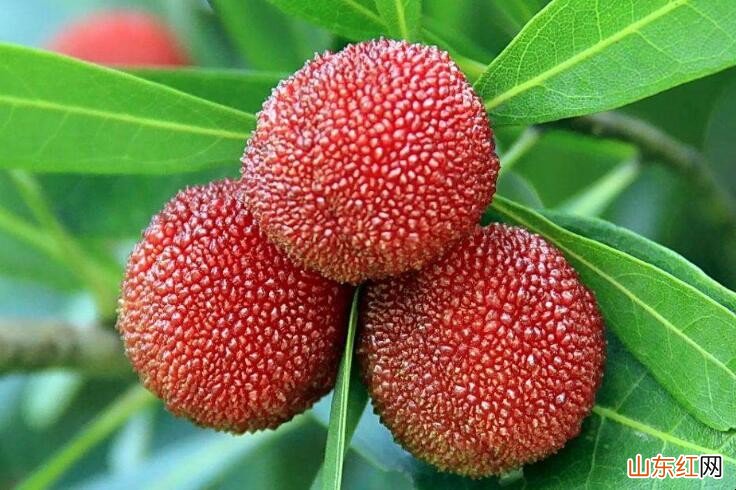 杨梅放冷冻可以放多久