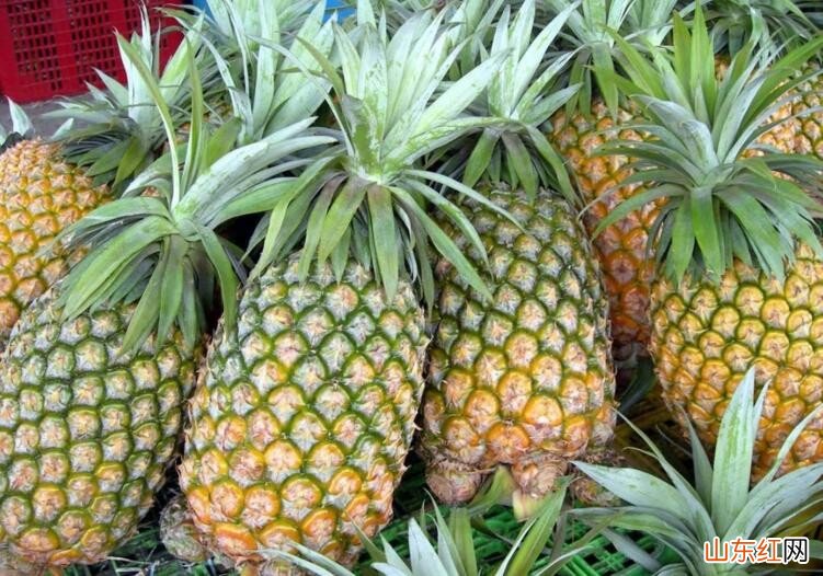 买凤梨怎么精挑细选