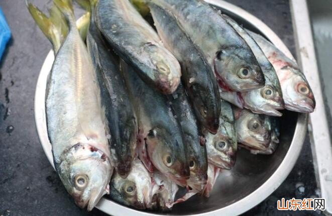 春末夏初钓黄尾鱼的技巧是什么