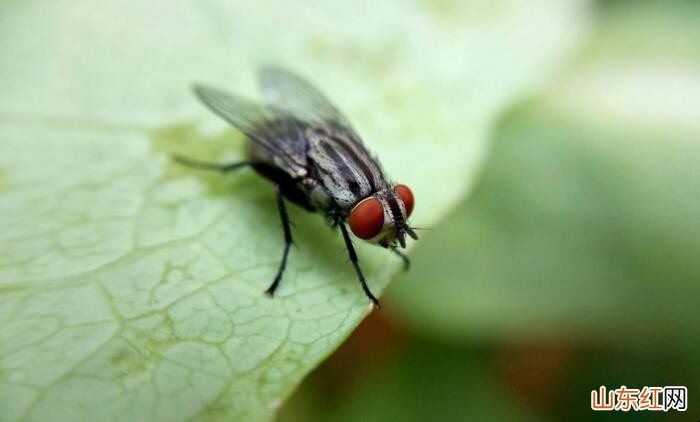 苍蝇太多怎么办