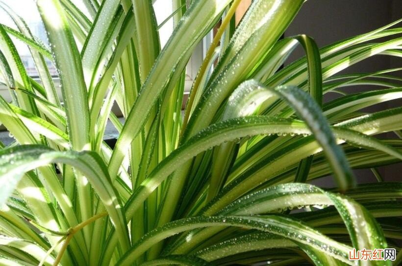 室内什么花最好养