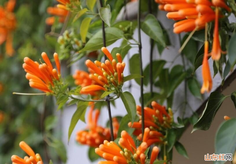 炮仗花与凌霄花有什么区别