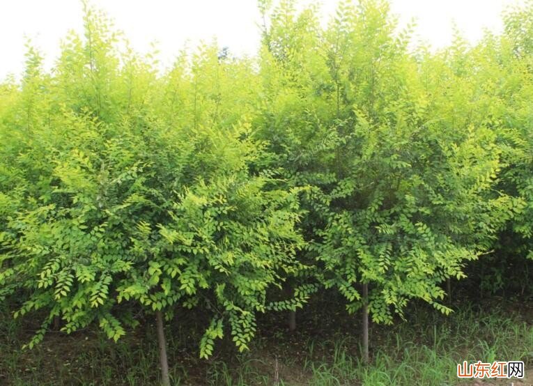 哪些树种适合栽种在盐碱地里