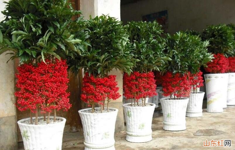 富贵籽几月开花