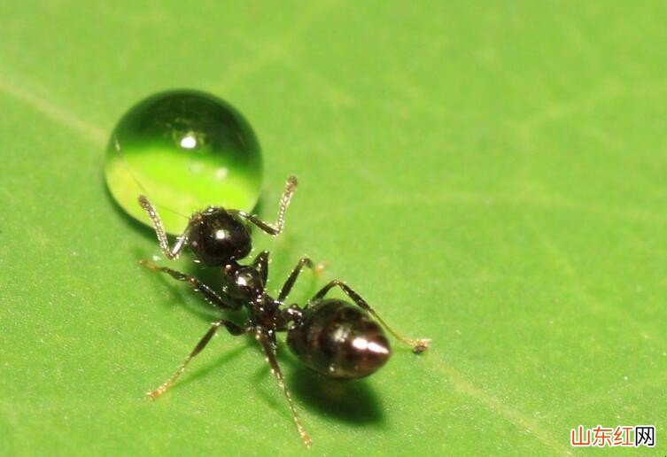 蚂蚁多怎么彻底清除