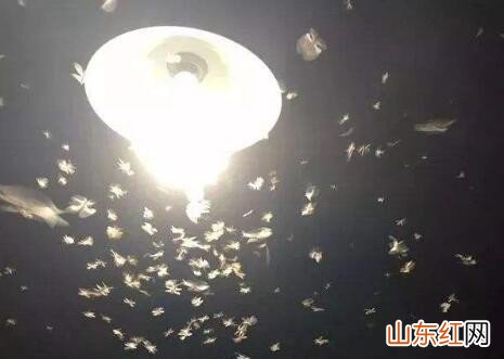 怎样防止灯光招飞虫