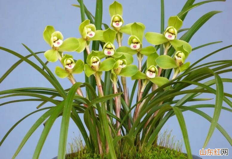 用羊粪如何给兰花施肥