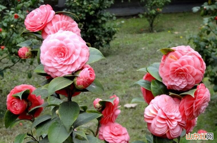 上海地区适合种什么花卉植物