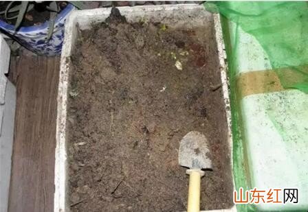 如何用鱼肠来做花肥