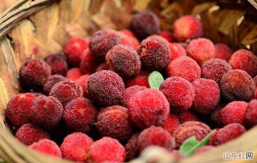 杨梅怎么保存好