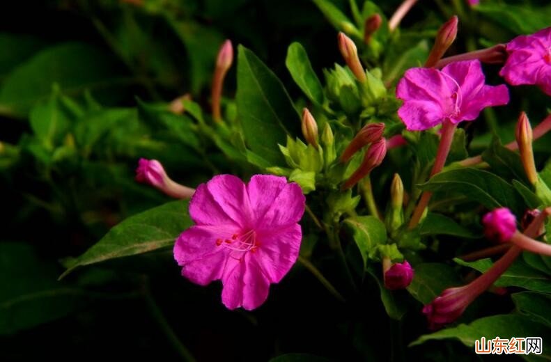 驱蚊植物有哪些