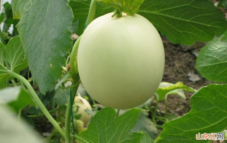 怎么挑选甜香瓜