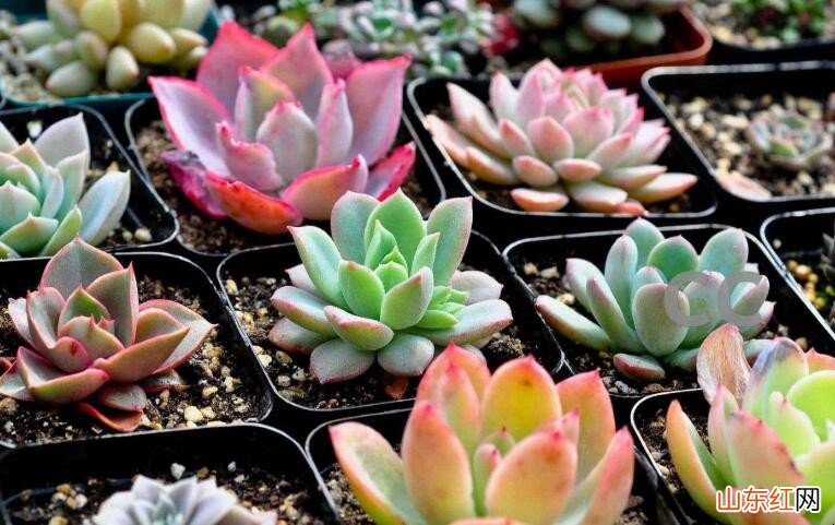 多肉徒长了是什么原因