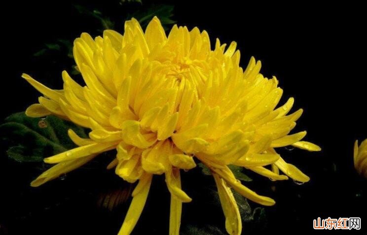 北方楼房适合养什么花