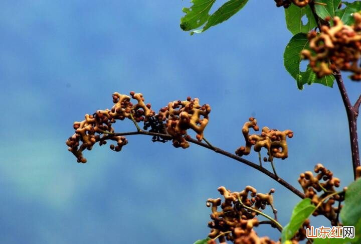 枳椇种植方法是什么