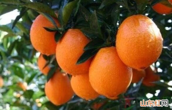 脐橙怎么挑选比较甜