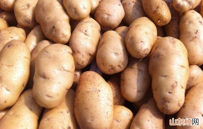 购买土豆主要看什么