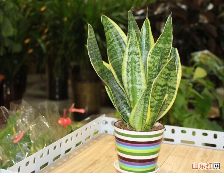 适合养在卫生间的植物