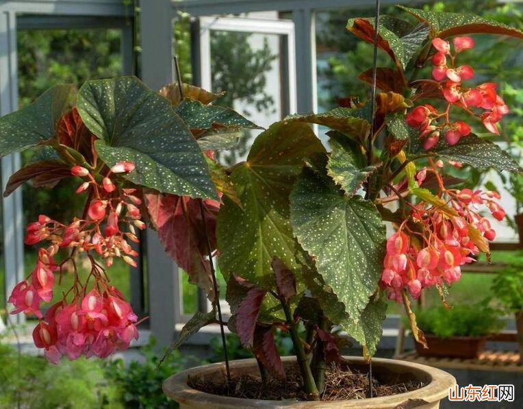 竹节海棠适合卧室养吗