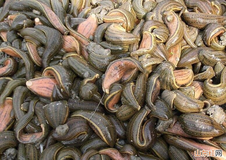 蚂蟥养殖一亩要多少本钱一年