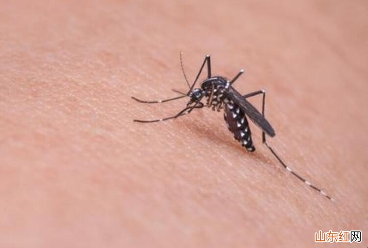 夏季如何预防蚊子