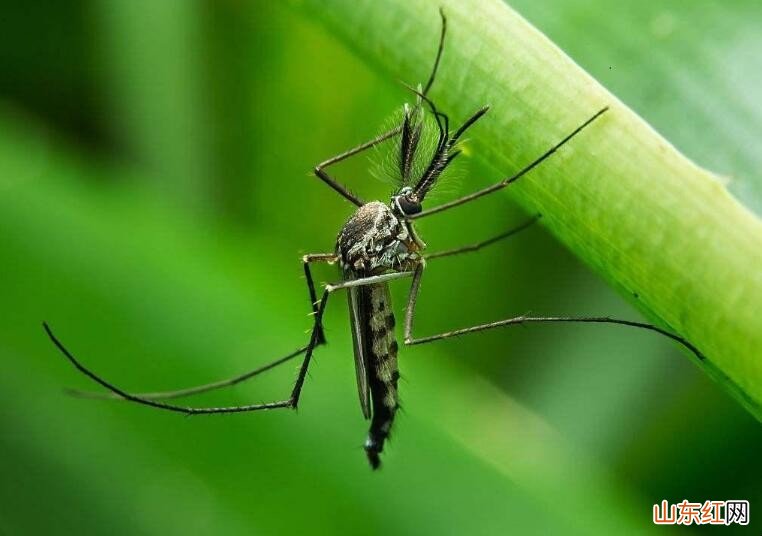室内最有效的驱蚊方法有哪些
