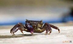 海螃蟹死了怎么储藏