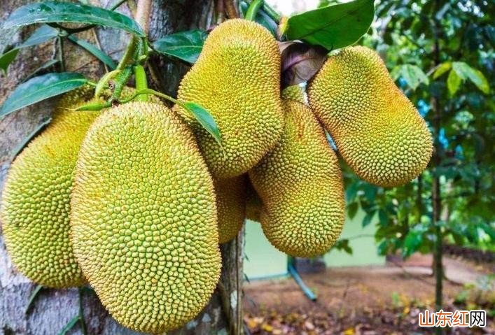 菠萝蜜切开后能放多久