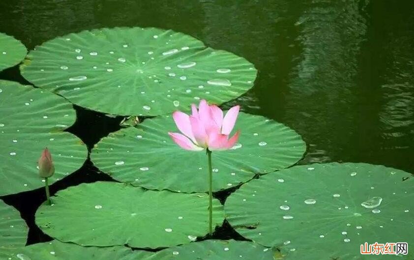 荷叶有哪些用途