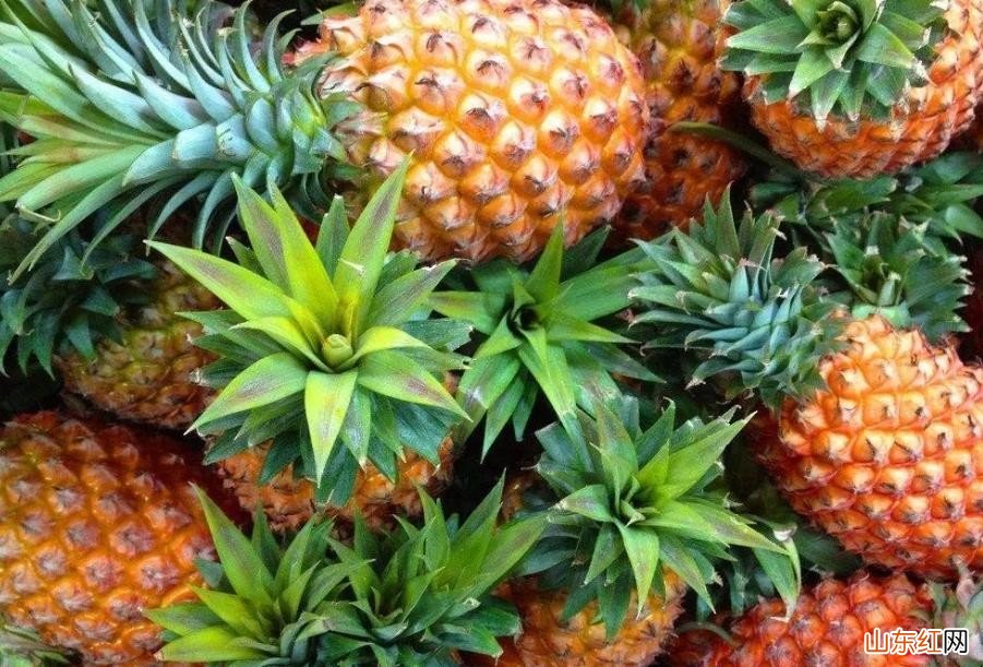 菠萝几月份成熟