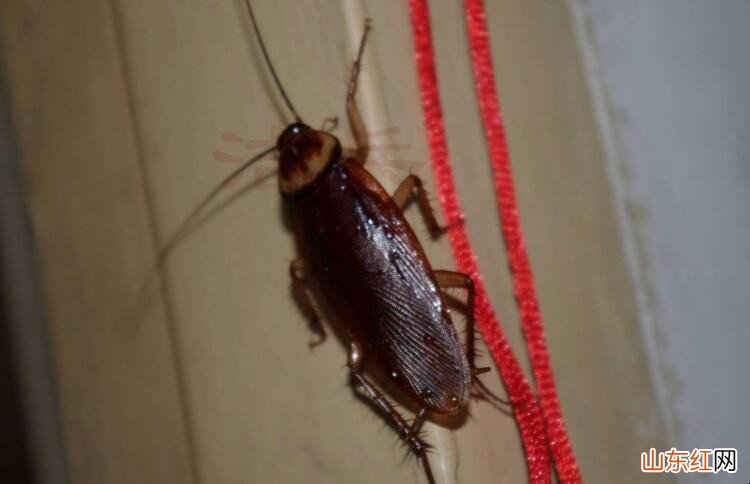 家里蟑螂怎么消灭彻底