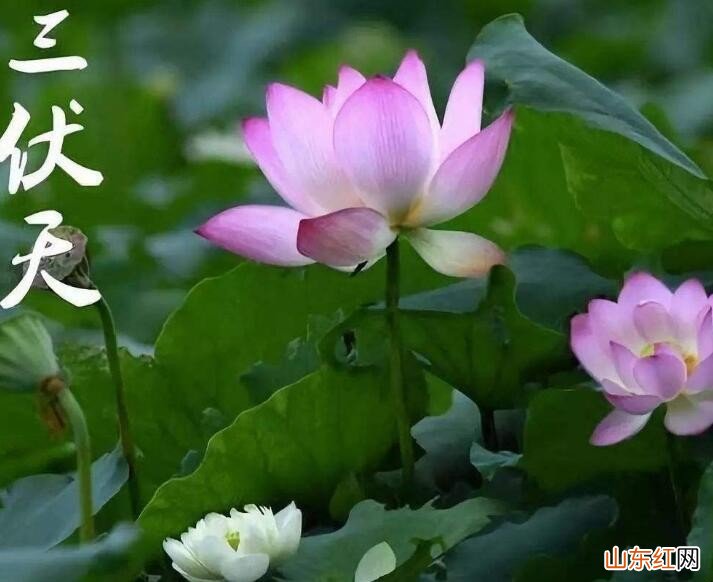 入伏是什么意思啊