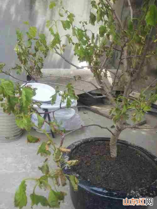 盆栽山楂从尖往下枝叶枯萎