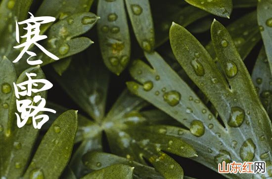 寒露是2023的几月几日开始