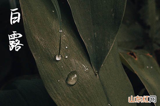 今天白露什么时候,2023白露时间是哪一天几月几号