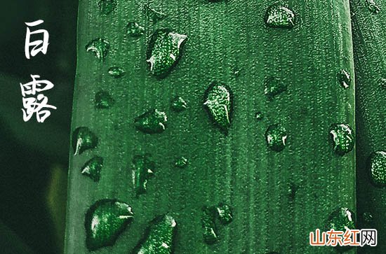 明日白露几时几分,2023年几时白露