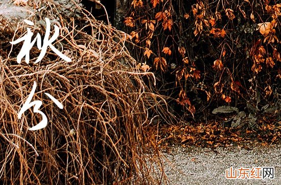 今日秋分文案说说