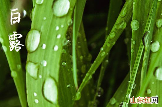 白露是什么意思 白露是秋天的开始吗