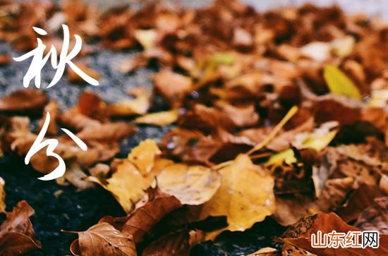 2023年秋分能不能种香菜2023年秋分能种红薯