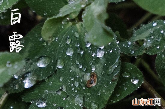 2023描写白露节气的唯美句子 描写白露的有诗意的句子