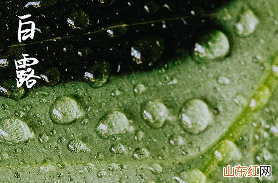 2023年白露吃什么养生 白露谚语