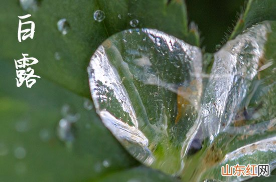 今年白露是哪天 2023年白露是哪天