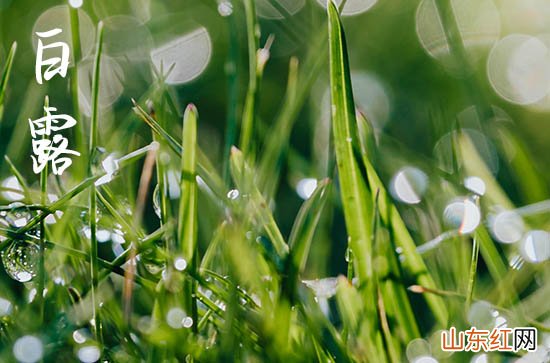 白露时节几月几日