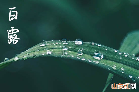 白露2023年几月几号