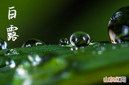 2023白露的具体时间 2023年白露具体准确时间表