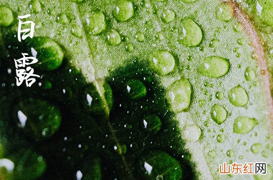 2023白露是几月几日 2023白露是哪一天的什么时候