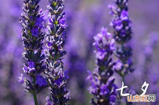 最简单的七夕节祝福语