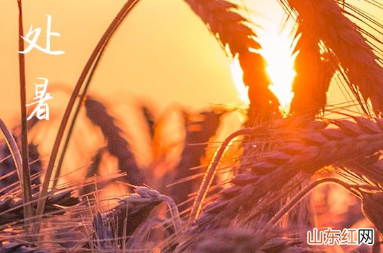处暑经典语录句子