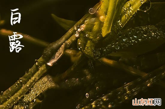 2023年白露在什么时间几点几分